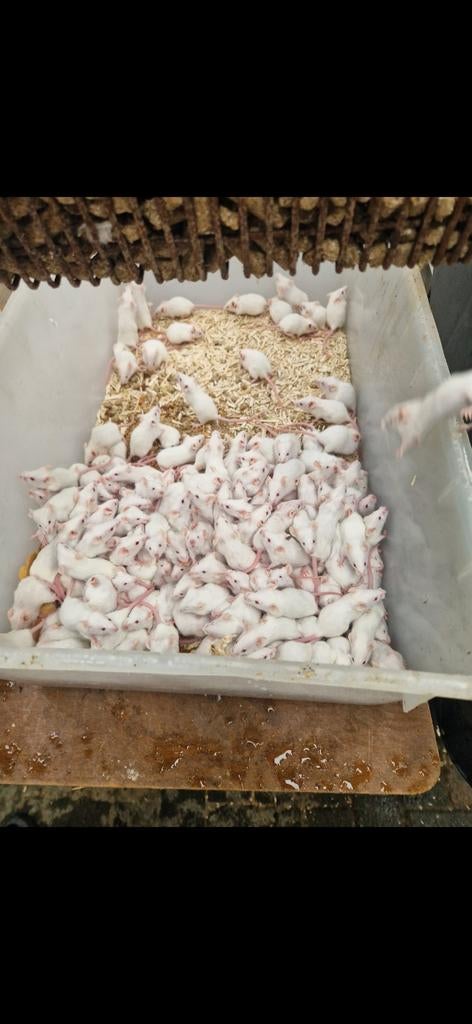 Muizen/ voedermuizen te koop €0,72 cent per stuk, Ophalen