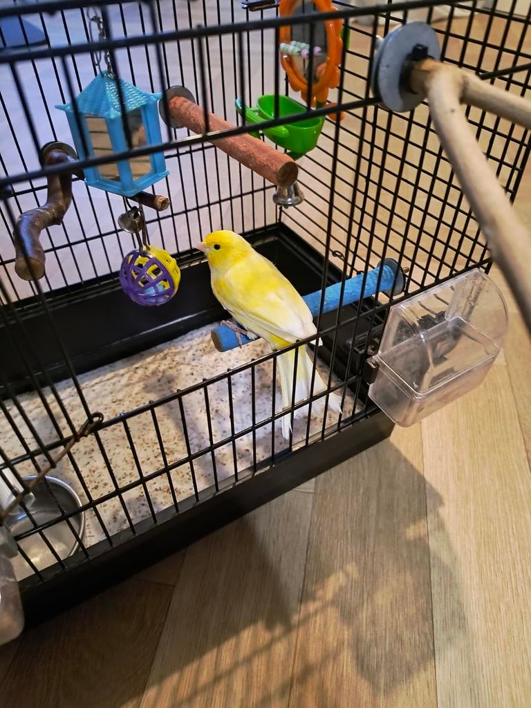 gele kanarie mannetje, Dieren en Toebehoren, Vogels | Kanaries, Mannelijk, Zangkanarie