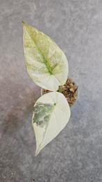 Alocasia Regal Shield Albo Variegata, Ophalen of Verzenden, Halfschaduw, Minder dan 100 cm