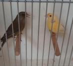 Te koop koppel Groenlingen, Dieren en Toebehoren, Meerdere dieren, Wildzangvogel, Geringd