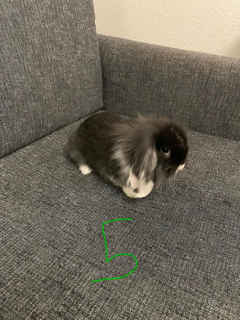 Bunnies for adoption, Dieren en Toebehoren, Konijnen, Meerdere dieren, Klein, Hangoor, 0 tot 2 jaar