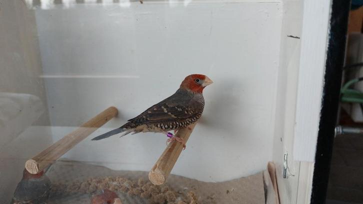 Roodkop amadine, Dieren en Toebehoren, Vogels | Overige Vogels, Tropenvogel, Mannelijk, Geringd