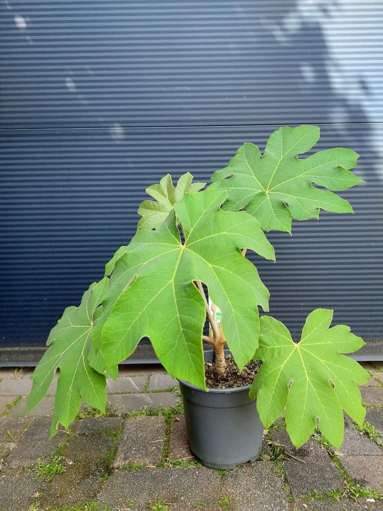 Tetrapanax Papyrifera - Chinese Rijstpapierplant H: 50 cm., Tuin en Terras, Planten | Tuinplanten, Vaste plant, Bloeit niet, Halfschaduw