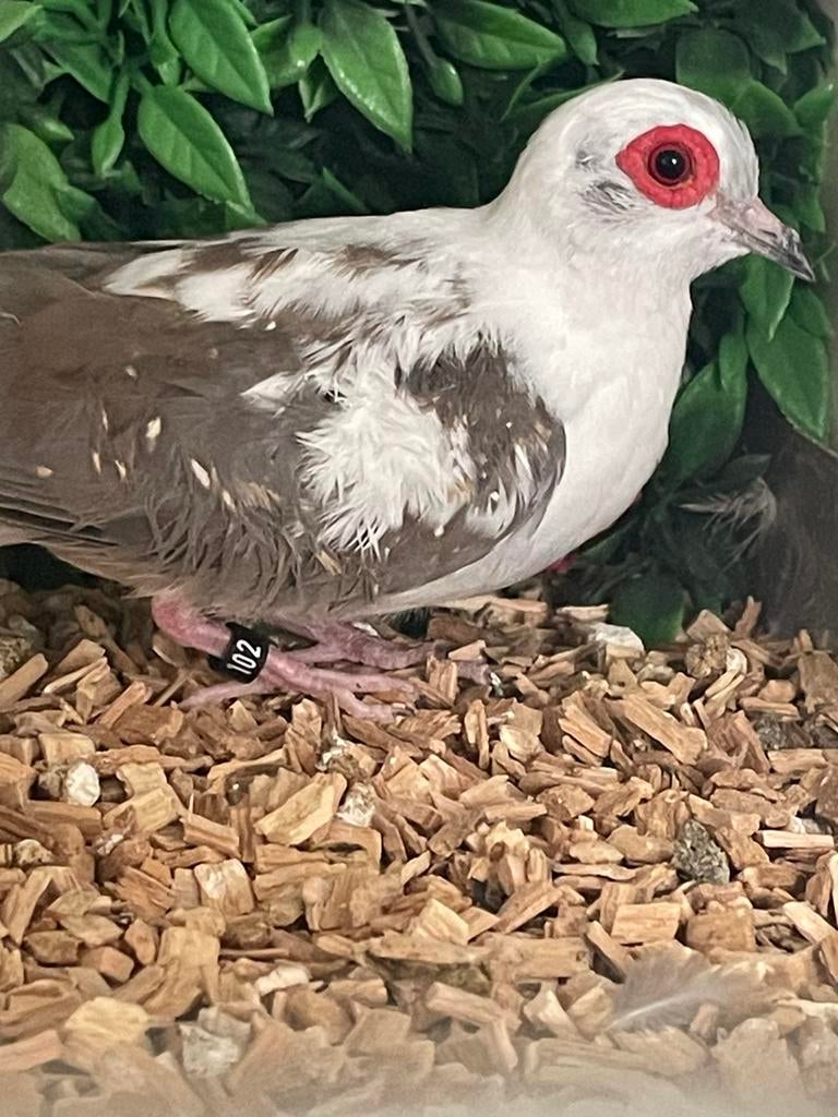 Bonte diamantduif man, Dieren en Toebehoren, Mannelijk