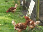 T.K. 5 bruine leghennen 2,5 jaar oud, Dieren en Toebehoren, Vrouwelijk, Kip