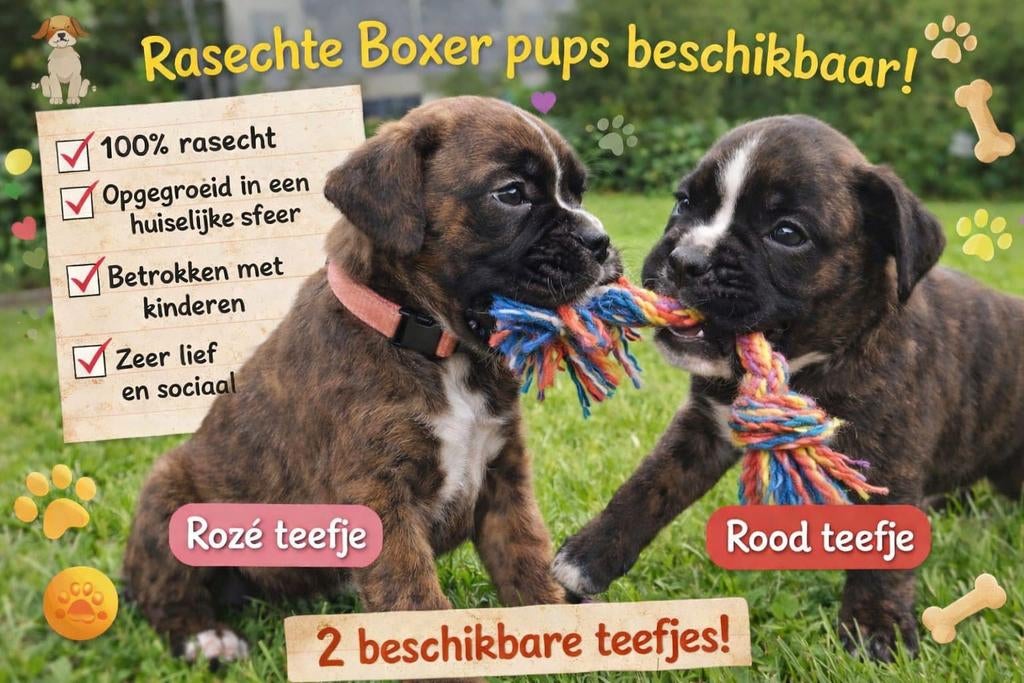 Lieve Rasechte Boxer Pups  (2 teefjes en 2 reutjes), Parvo, Overige rassen, 8 tot 15 weken, Meerdere