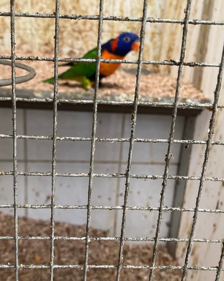 roodneklori, Dieren en Toebehoren, Vogels | Parkieten en Papegaaien, Meerdere dieren, Parkiet, Geringd