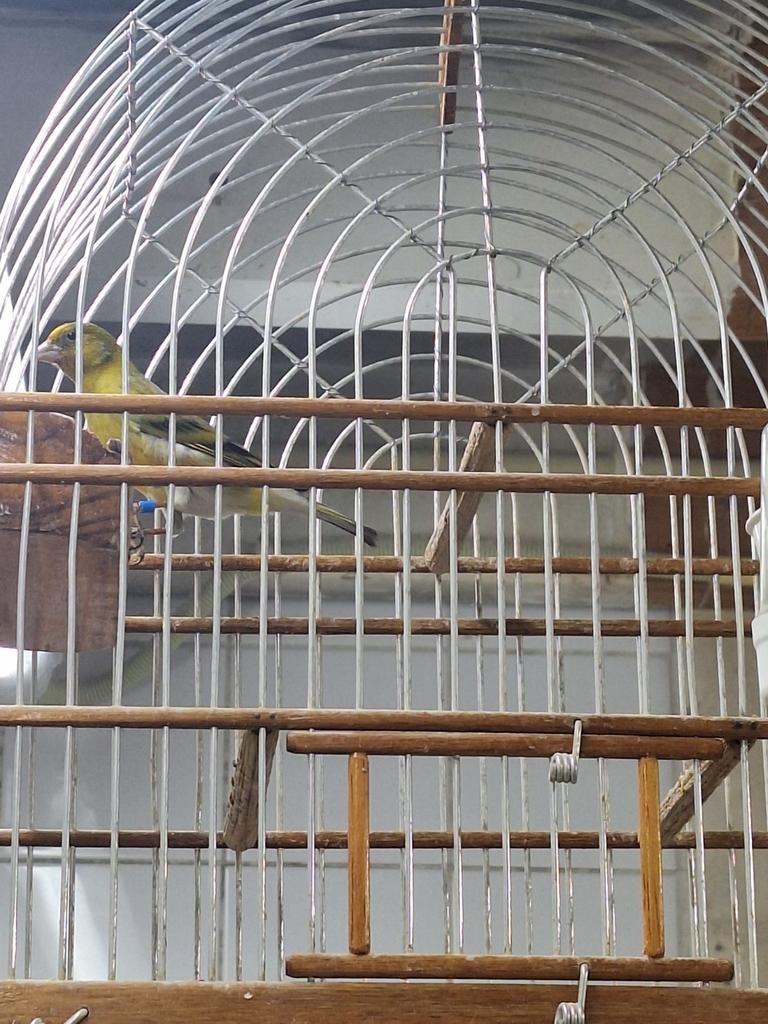 Top zangers zwartkop sijs x harlekijnkanarie, Dieren en Toebehoren, Vogels | Overige Vogels, Mannelijk, Wildzangvogel, Geringd