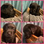 Labrador pups beschikbaar 1 blonde reutje / 2 zwart teefje, Parvo, 8 tot 15 weken, Labrador retriever, Meerdere