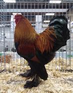 Brahma kriel meerzomig patrijs brahmakriel, Meerdere dieren, Kip