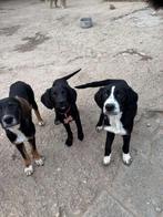 Labrador x cocker spaniel pups zoeken goede huisjes, Particulier, 15 weken tot 1 jaar, Buitenland, Parvo