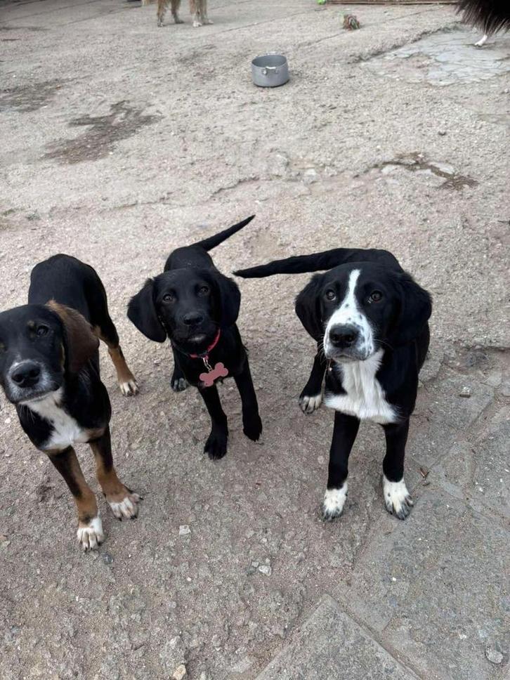 Labrador x cocker spaniel pups zoeken goede huisjes, Dieren en Toebehoren, Honden | Niet-rashonden, Middel, Meerdere dieren, Particulier