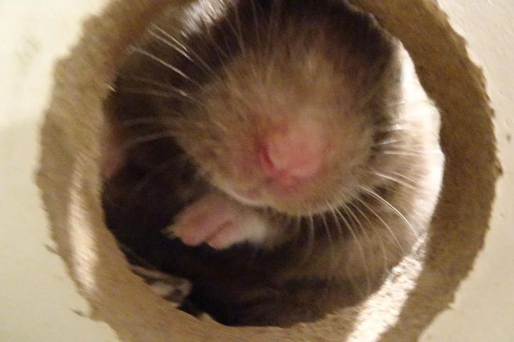 Goudhamsters in Assen., Dieren en Toebehoren, Knaagdieren, Meerdere dieren, Hamster, Januari, Tam