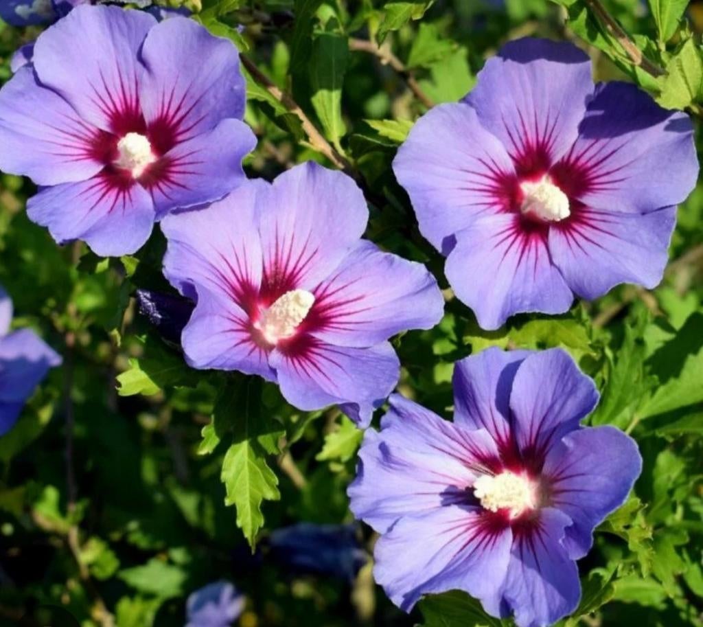 Hibiscus struik, Ophalen, Overige soorten, Halfschaduw