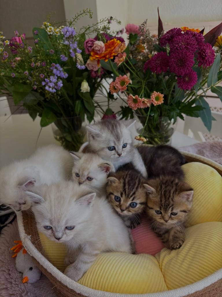 100% britse korthaar kittens, Dieren en Toebehoren, Katten en Kittens | Overige Katten, Kortharig, Meerdere dieren, 0 tot 2 jaar