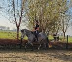 6,5 jarige PRE ruin aangeboden, Ruin, Recreatiepaard