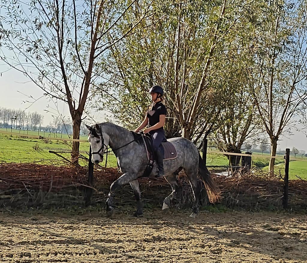Brave 6,5 jarige PRE ruin aangeboden, Ruin, Recreatiepaard