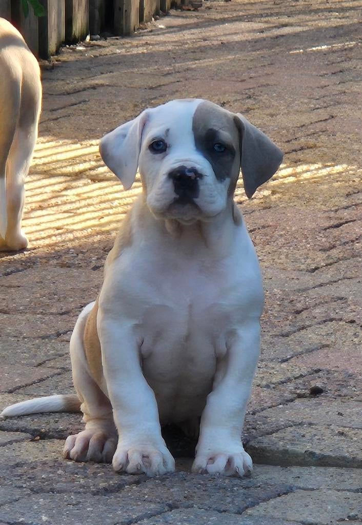 Boerboel pups G Ysterberg Mastiff is geen mix, Parvo, Overige rassen, 8 tot 15 weken, Meerdere