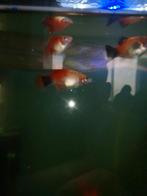 Paartje Platy's geel/rood en 1 geel zwart. Supergezond., Dieren en Toebehoren, Vis