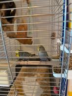 Grasparkieten Koppel, Meerdere dieren, Parkiet