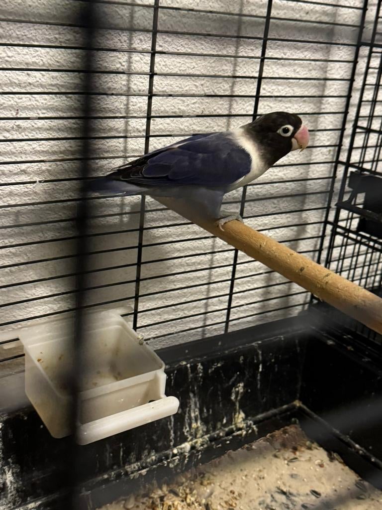 Personata  man, Dieren en Toebehoren, Vogels | Parkieten en Papegaaien, Mannelijk, Dwergpapegaai of Agapornis