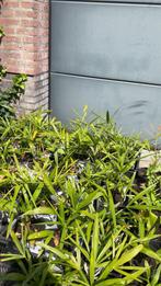 Palmbomen, Volle zon, Vaste plant, Bloeit niet, Ophalen