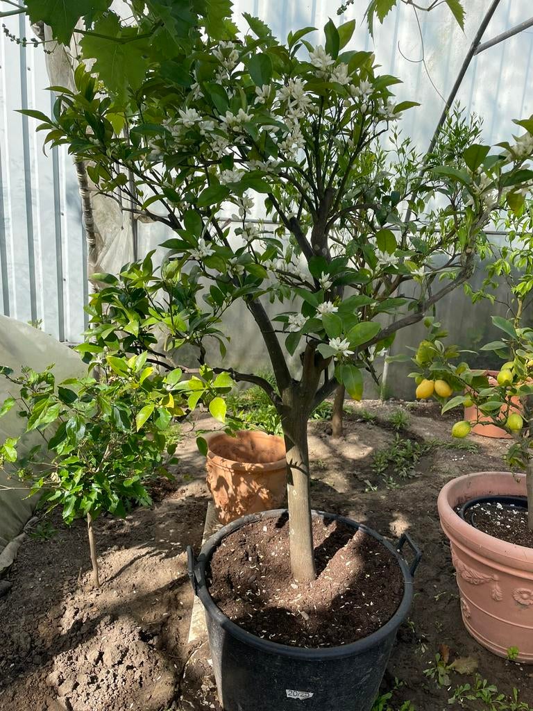Oude sinaasappelboom met veel bloesem h 1,80, Ophalen, Minder dan 100 cm, Halfschaduw, Lente
