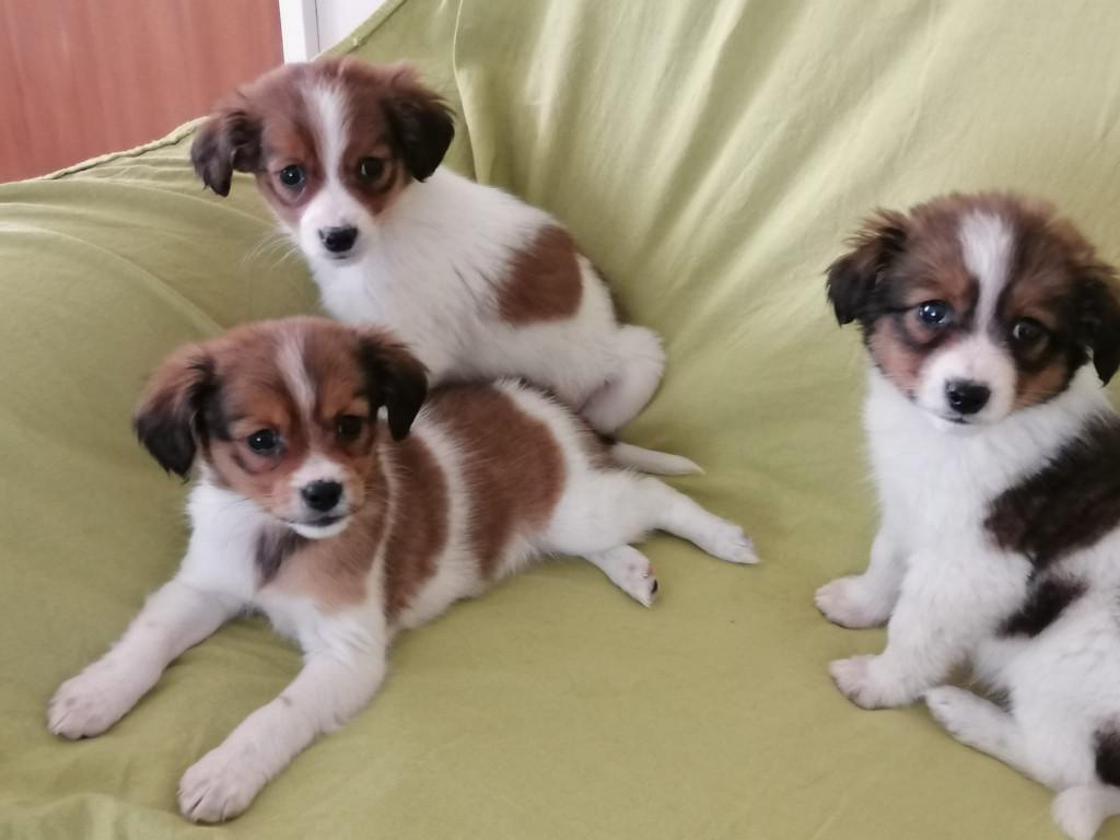 Kooiker pups, Parvo, Overige rassen, 8 tot 15 weken, Meerdere