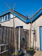 2 Prunus Kanzan hoogstam bomen, Tuin en Terras, Ophalen