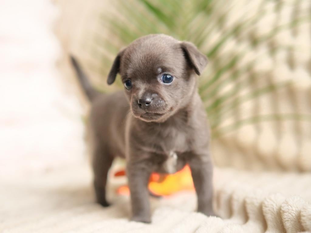 🌷Prachtig chihuahua teefje pup puppy mag nest verlaten 🌷, Dieren en Toebehoren, Honden | Chihuahua's en Gezelschapshonden, 8 tot 15 weken