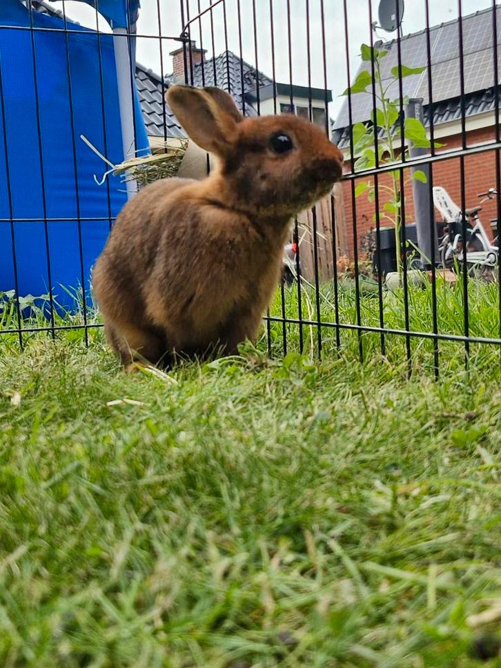 Gecastreerde ram gezocht, Dieren en Toebehoren, Konijnen, Mannelijk