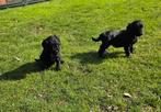 Labradoodle pups kleine medium F4 teefjes, Parvo, Overige rassen, 8 tot 15 weken, Teef