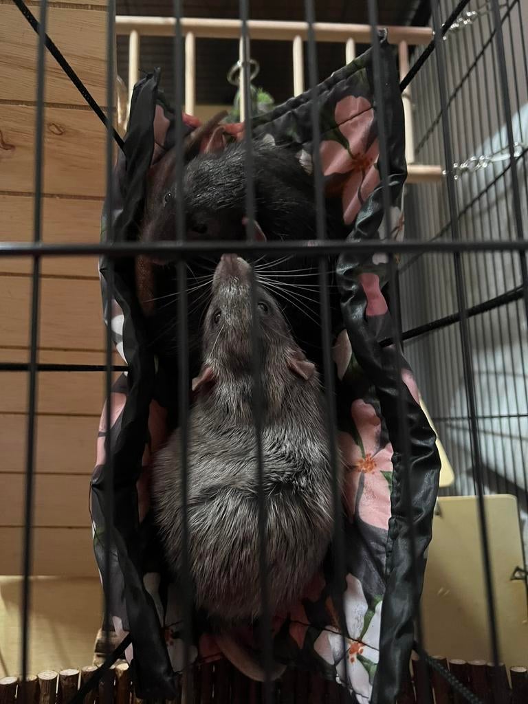 Twee ratjes met kooi, Ophalen, Kooi, Zo goed als nieuw, 90 cm of meer