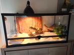 Baardagaam met terrarium, Dieren en Toebehoren, Ophalen, Zo goed als nieuw