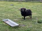 Ouessant dekram, Mannelijk, Schaap