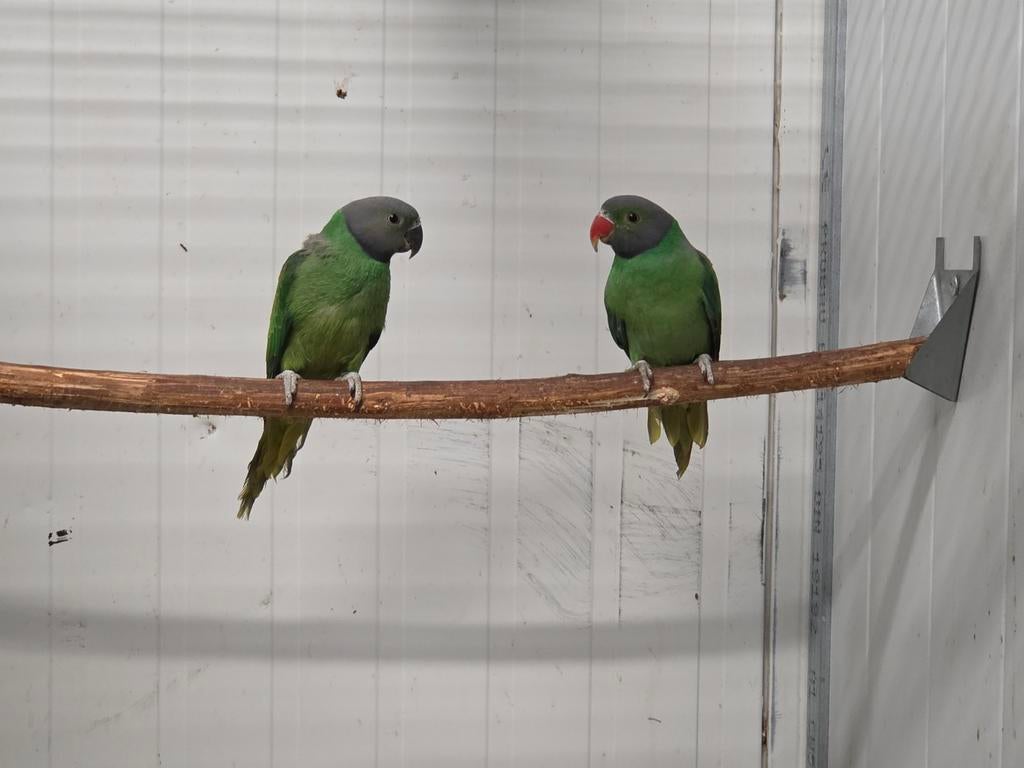 1-1 Layard parkieten, Dieren en Toebehoren, Vogels | Parkieten en Papegaaien, Meerdere dieren, Parkiet, Geringd