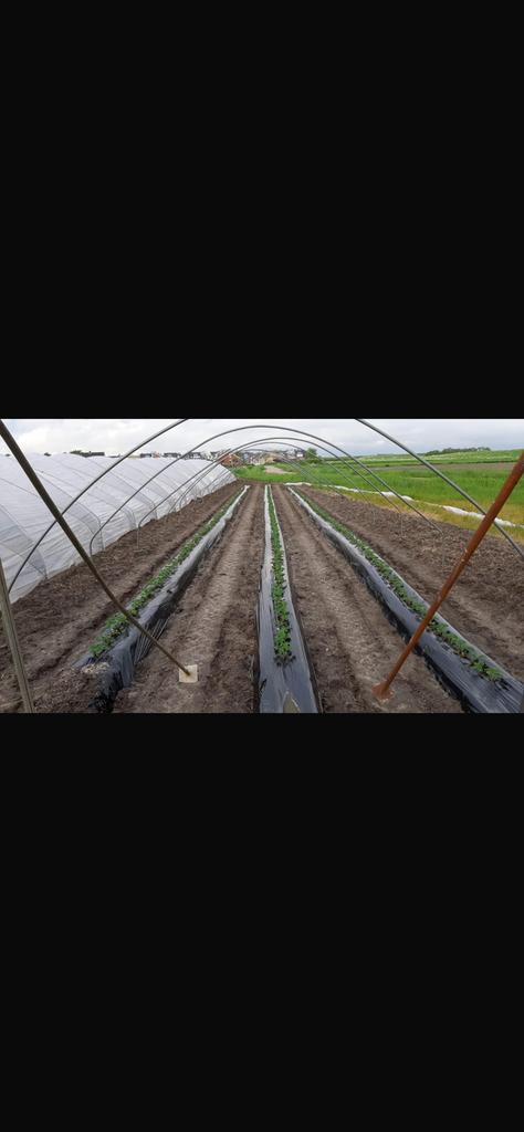 Tunnelkas tunnelbogen tuinkas, Tuin en Terras, Kassen, Ophalen, Plastic