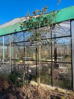 bomen, Leiboom, Lente, 250 tot 400 cm, Ophalen