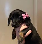 2 teefjes mogen het nest verlaten, Parvo, 8 tot 15 weken, Korthaar, Dwerg