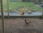 1 Seramahaan en 1 Seramahen te koop in Eibergen, Meerdere dieren, Kip