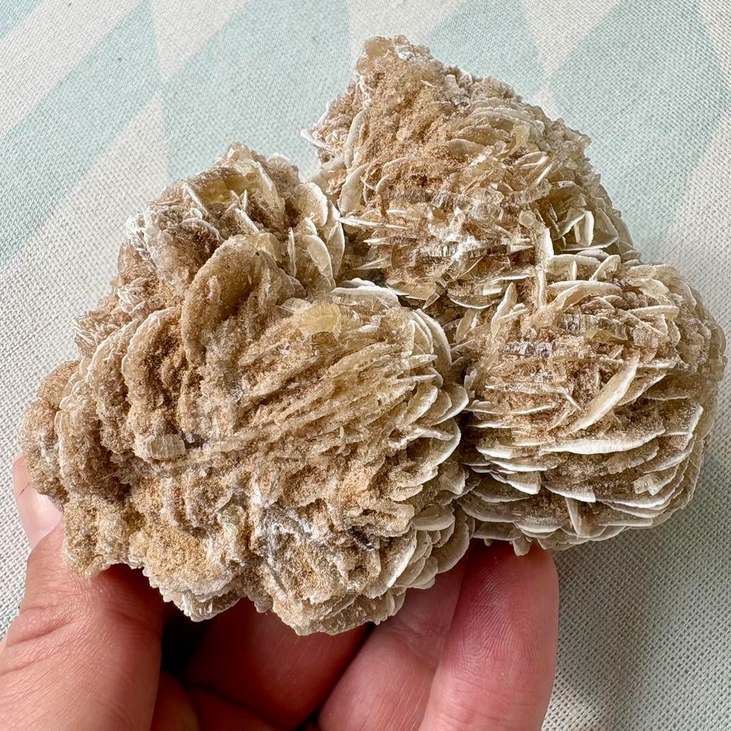 Woestijnroos, Ophalen of Verzenden