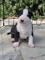 Miniatuur Bull terriër, Dieren en Toebehoren, Particulier, Overige rassen, 8 tot 15 weken, Buitenland