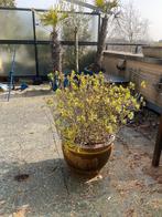 Prachtige Hebe plant in grote pot (50 cm diameter), Overige soorten, Volle zon, Vaste plant, Ophalen of Verzenden