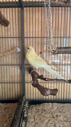 Kakariki, Mannelijk, Parkiet, Geringd