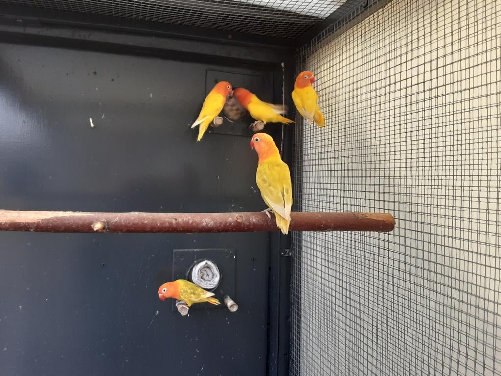 2 koppels opaline lutino en split opaline lutino fischeri's., Dieren en Toebehoren, Vogels | Parkieten en Papegaaien, Meerdere dieren