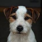 GEZOCHT: Parson Russell Terriër Puppy, Dieren en Toebehoren, 8 tot 15 weken, Eén hond, Nederland, Particulier