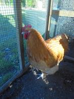 Orpington Buff haan, Dieren en Toebehoren, Pluimvee, Mannelijk, Kip