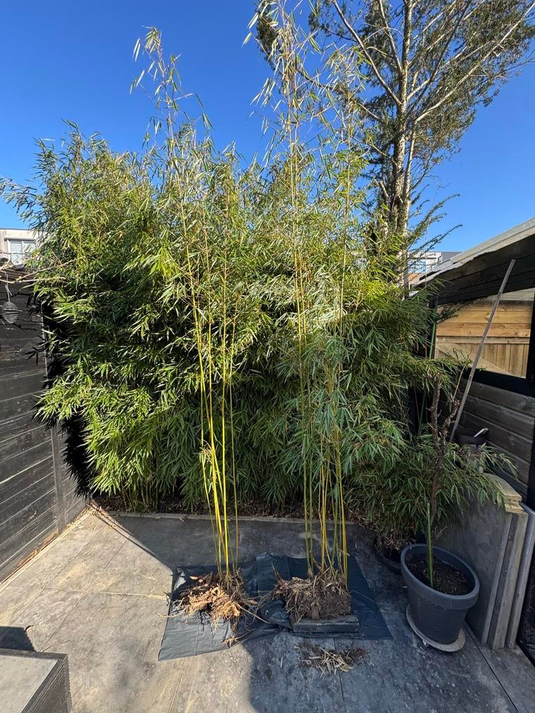 Fargesia robusta 'Campbell' ruim 4 meter (niet woekerende), Overige soorten, Vaste plant, Ophalen of Verzenden, Bloeit niet