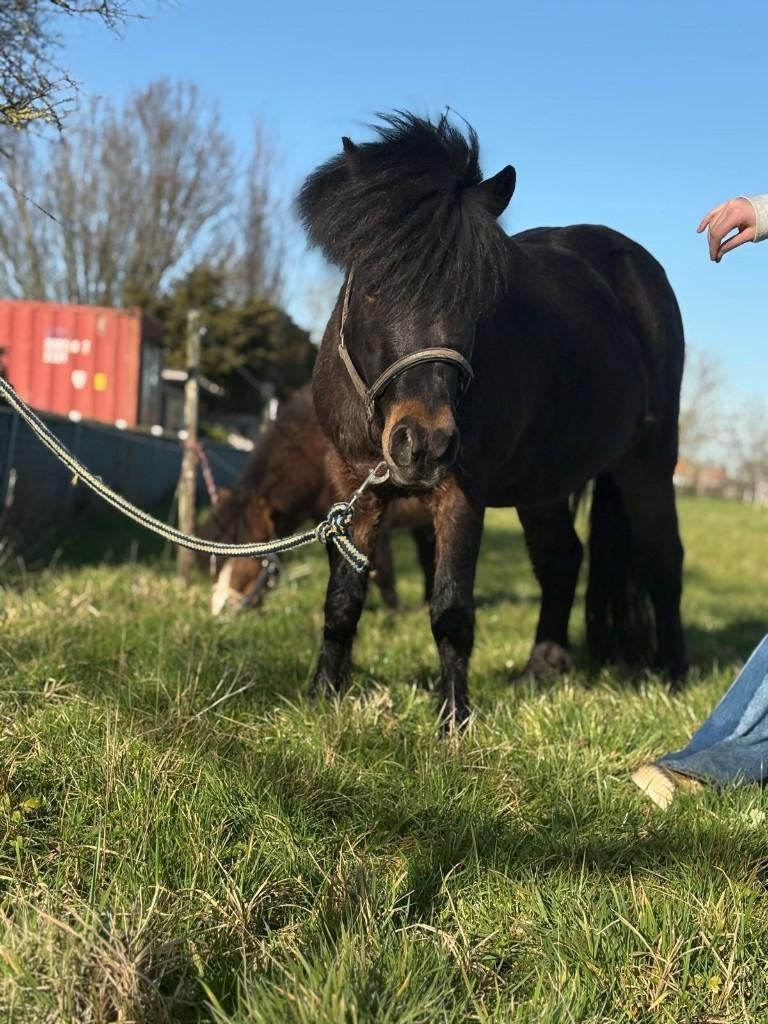 2 lieve merrie mini paardjes te koop, Dieren en Toebehoren, Paarden, Merrie, Recreatiepaard, 3 tot 6 jaar