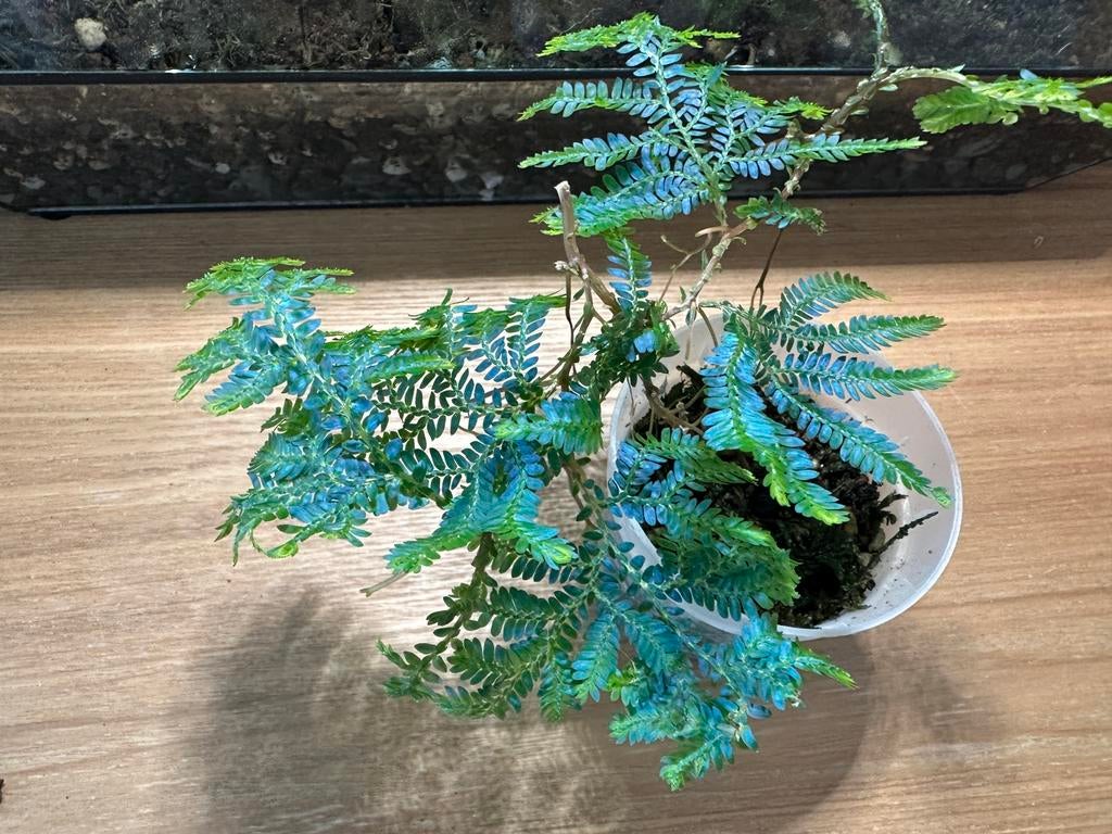 Selaginella Willdenowii, Huis en Inrichting, Kamerplanten, Minder dan 100 cm, Halfschaduw, Ophalen of Verzenden